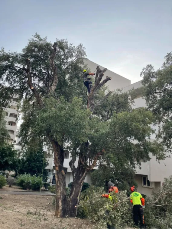 Élagage d'un arbre dangereux et vieux de 40 ans, Bastia, Corse Paysage